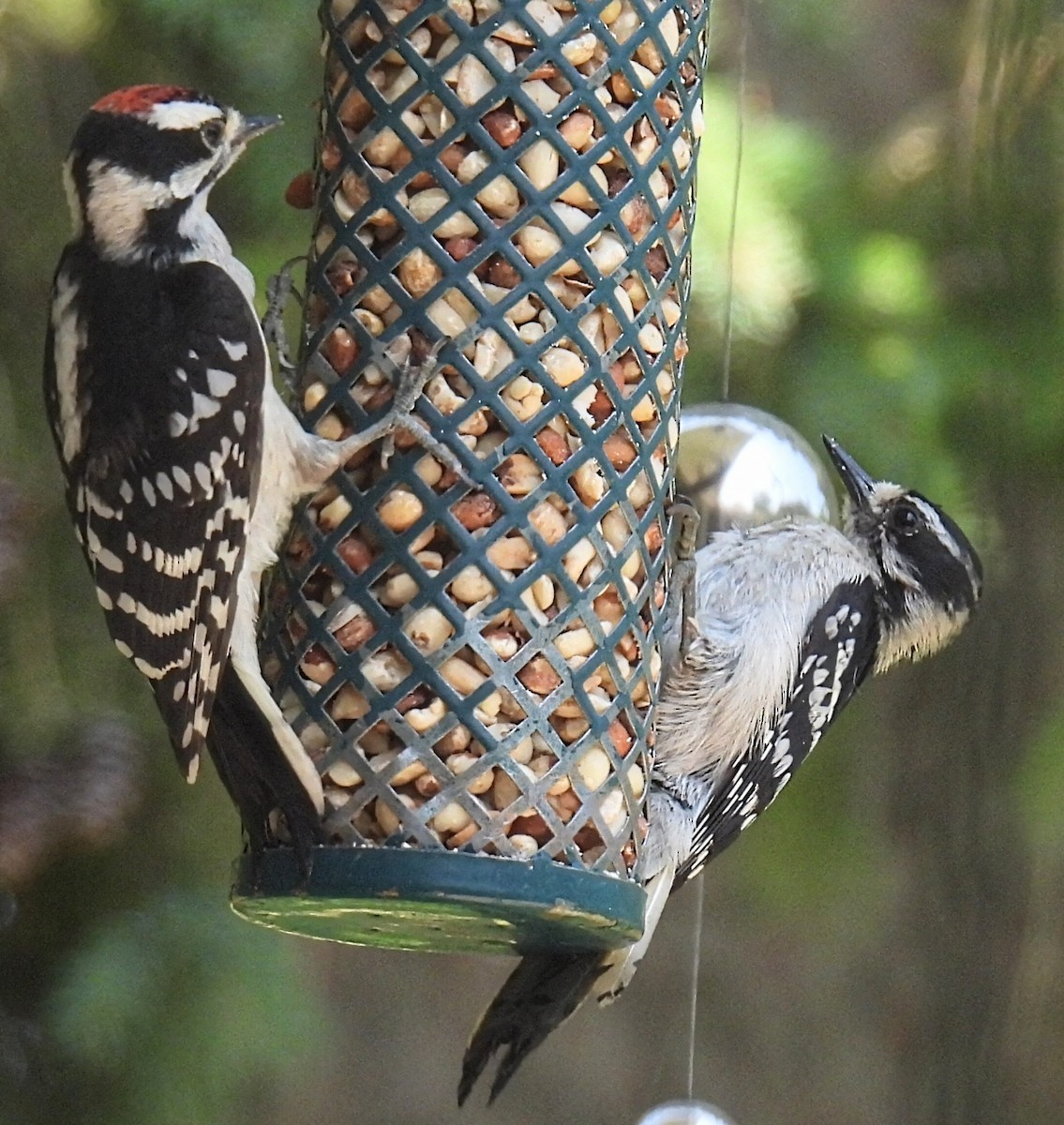 Downy Woodpecker - ML591224201