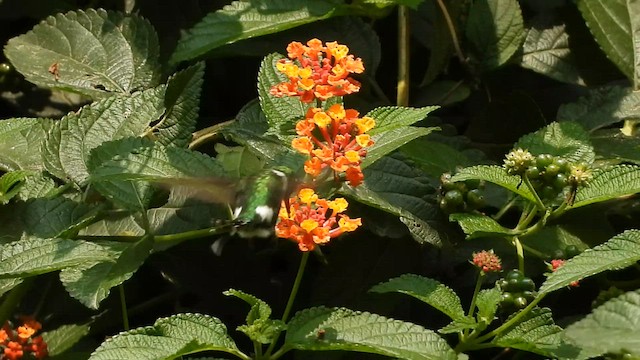 Colibrí de Dupont - ML591224421