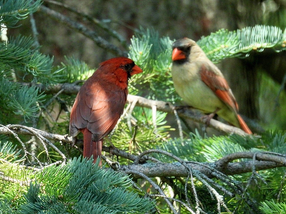 Northern Cardinal - ML591224511