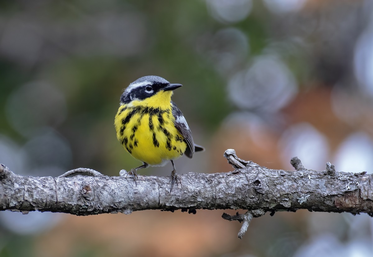 Magnolia Warbler - ML591224611