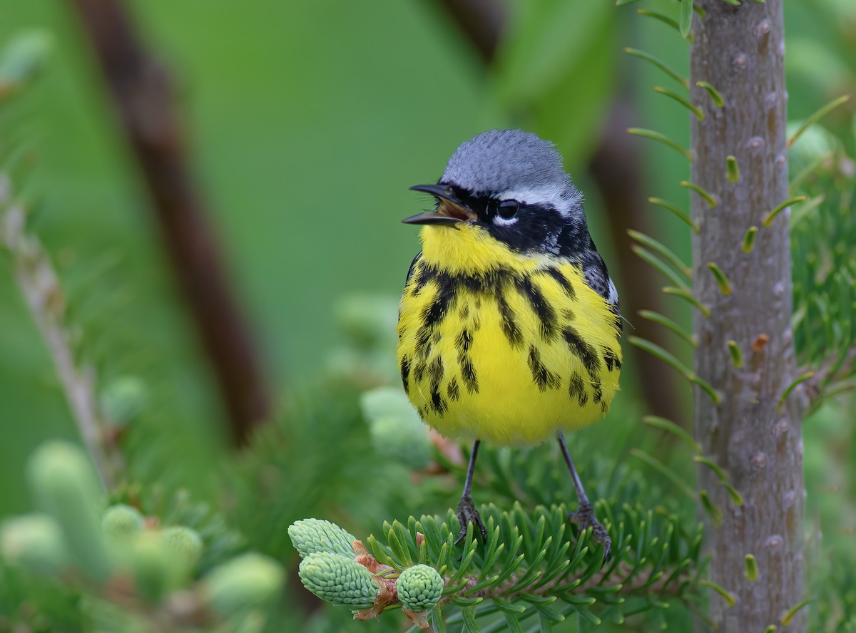 Magnolia Warbler - Jason Fehon