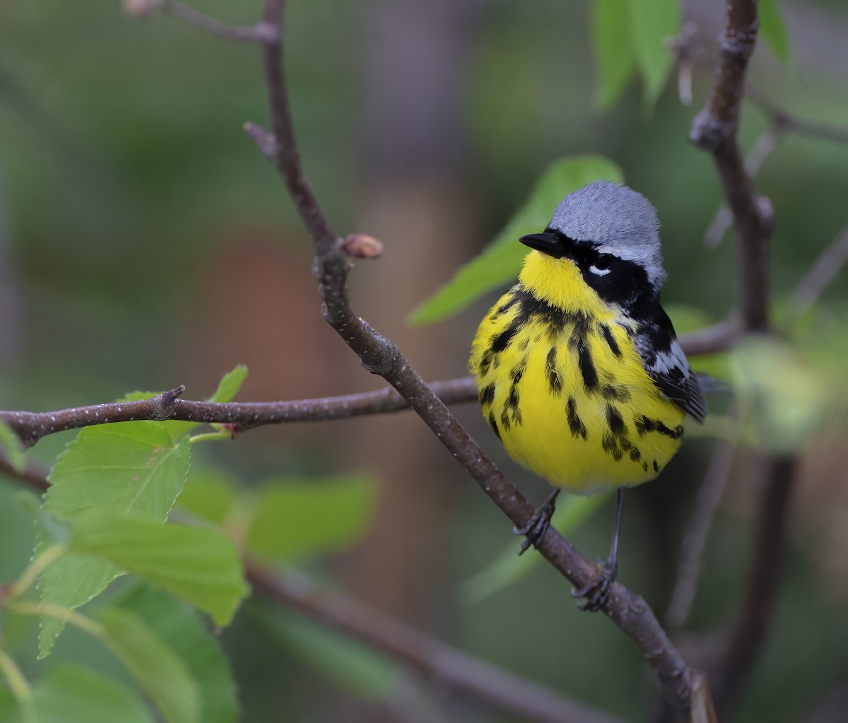 Magnolia Warbler - Jason Fehon