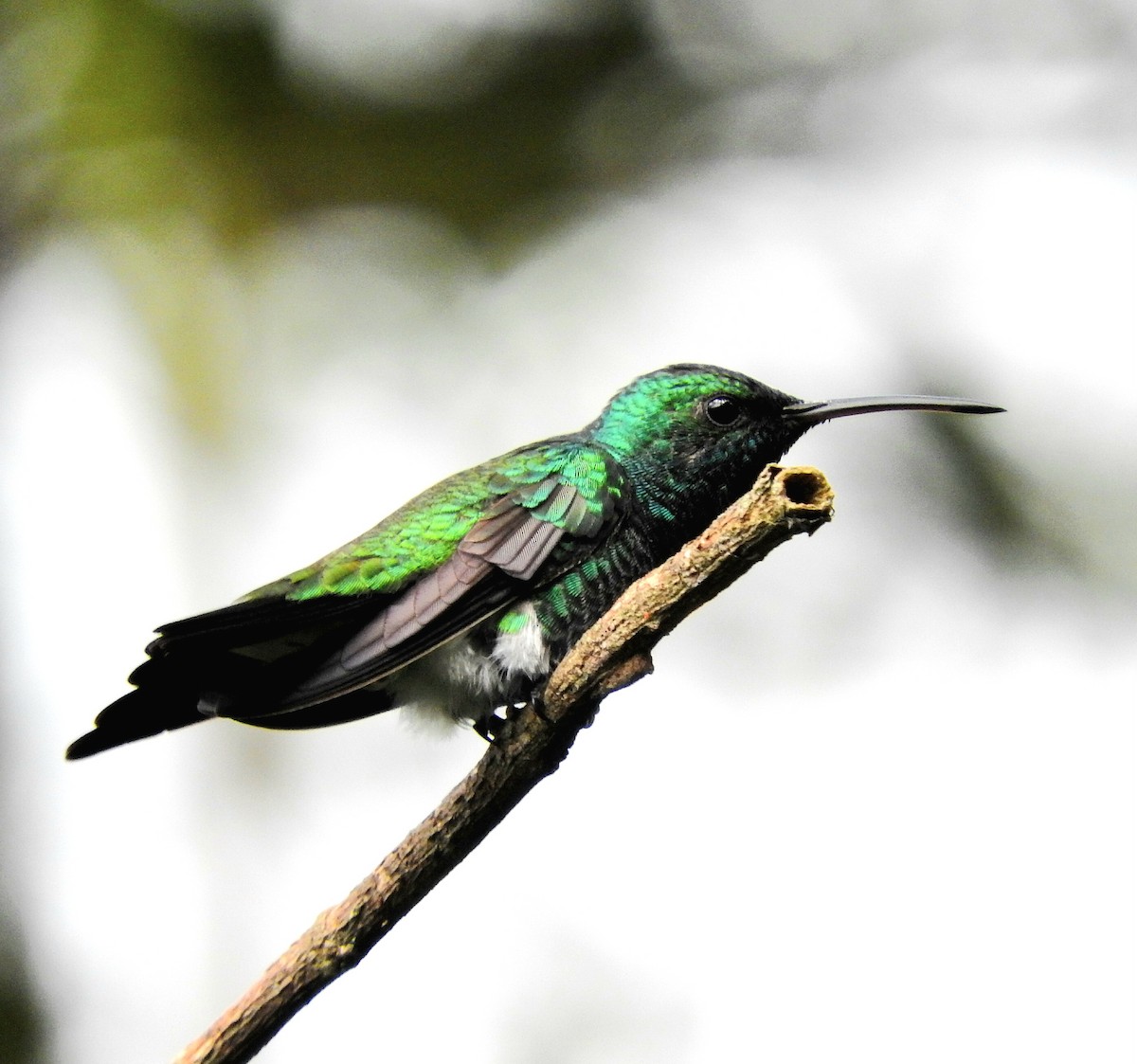 kolibřík bělořitý - ML591224731