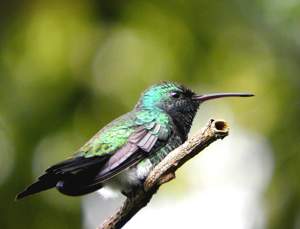 kolibřík bělořitý - ML591224741
