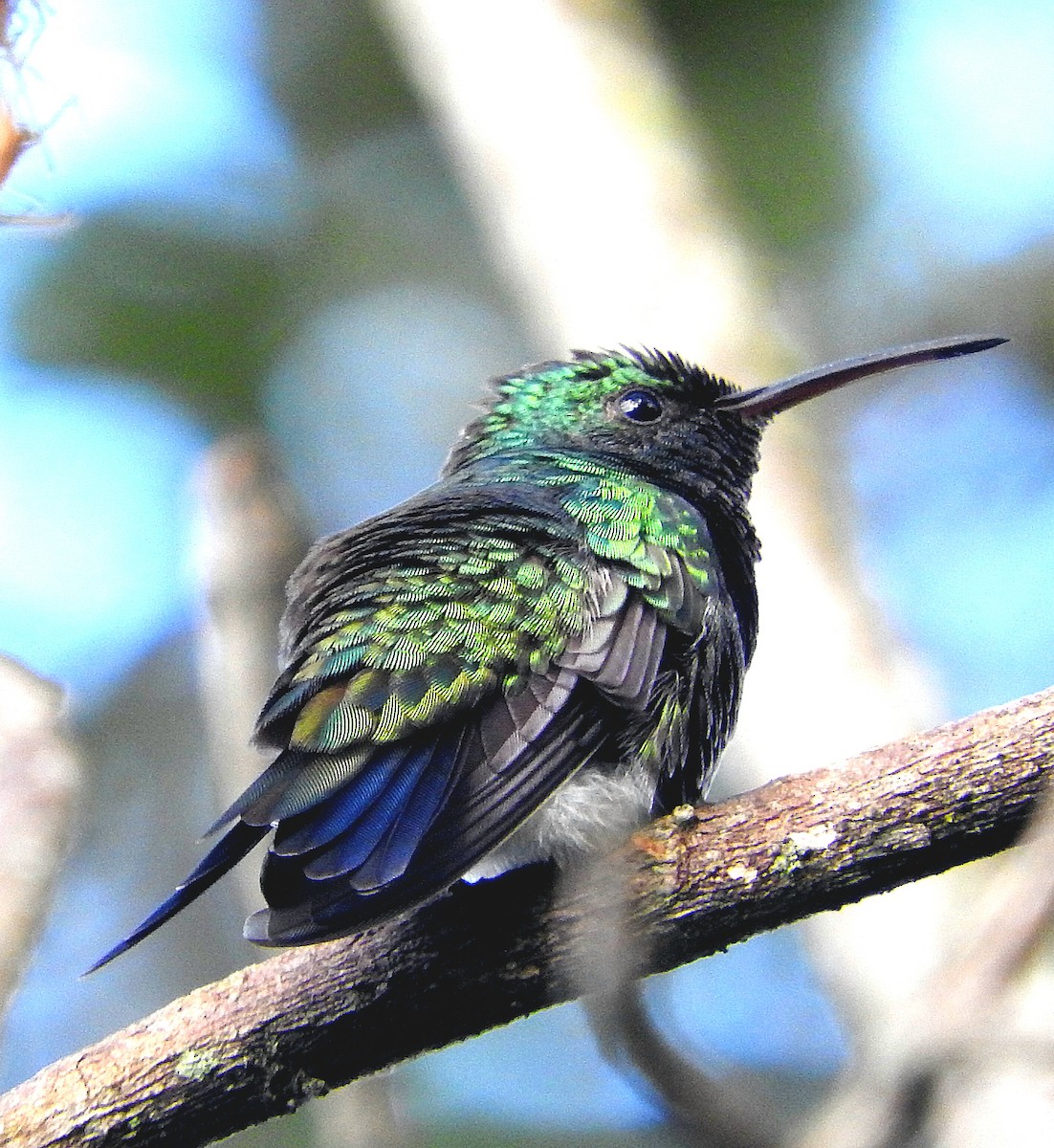 kolibřík bělořitý - ML591224761