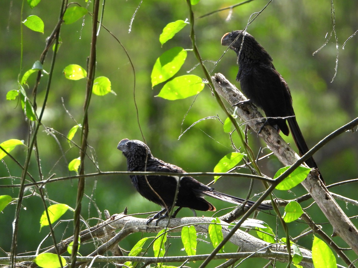 Smooth-billed Ani - ML591224911