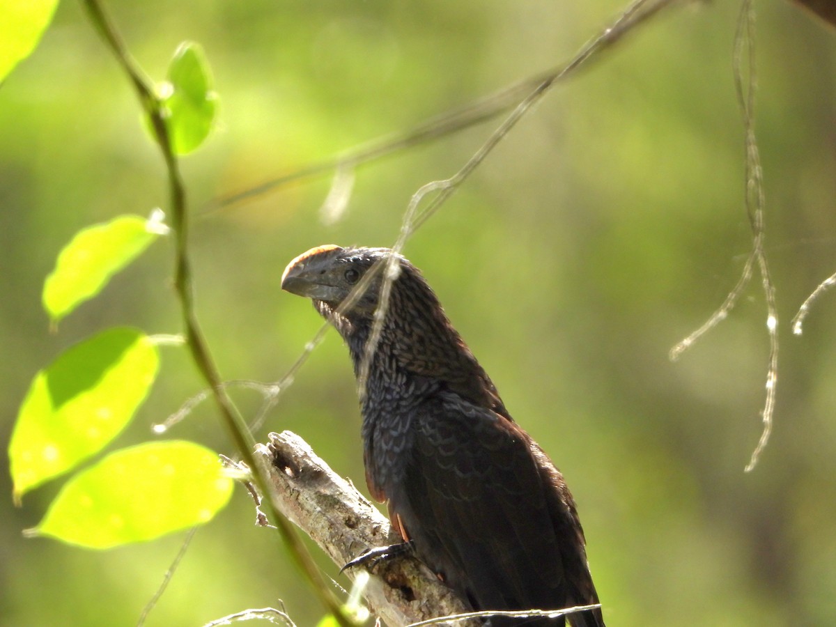 Smooth-billed Ani - ML591224921