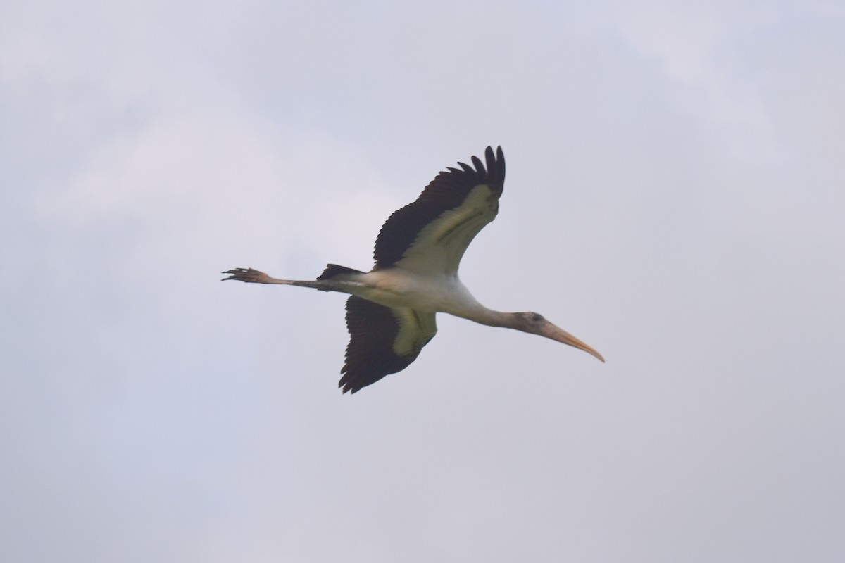 Wood Stork - ML591226151