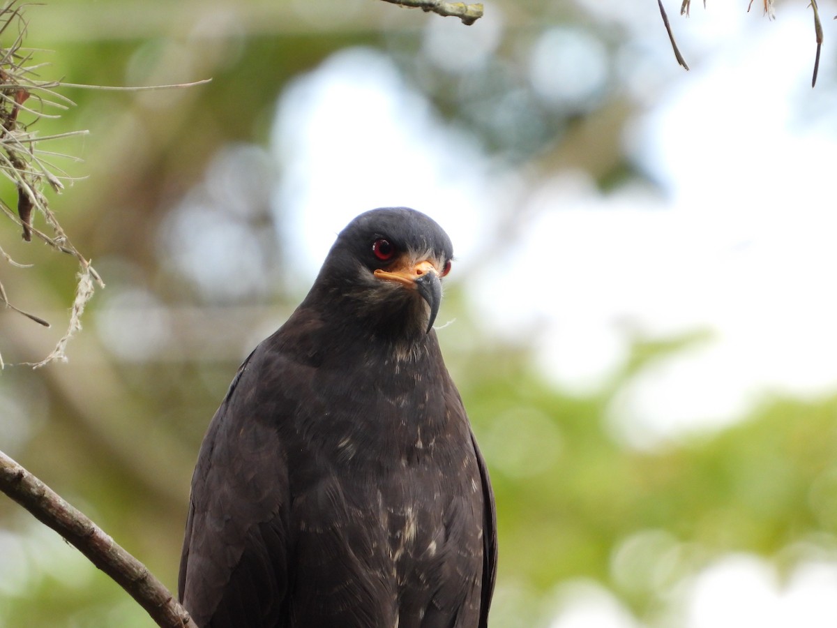 Snail Kite - ML591226451