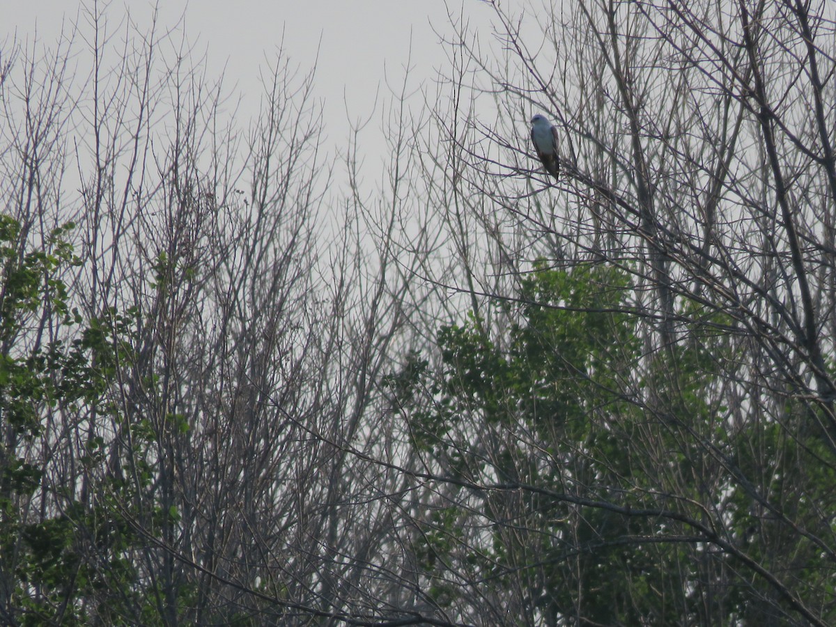 White-tailed Kite - ML591226501