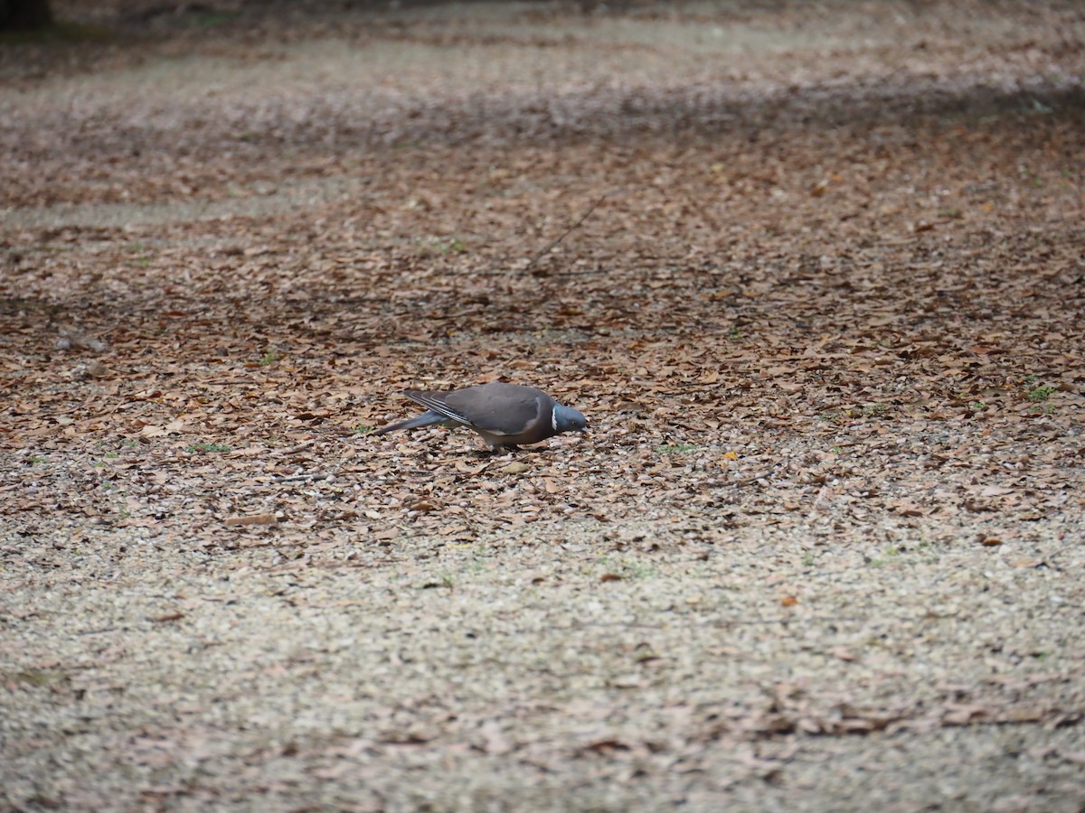 Common Wood-Pigeon - ML591226781