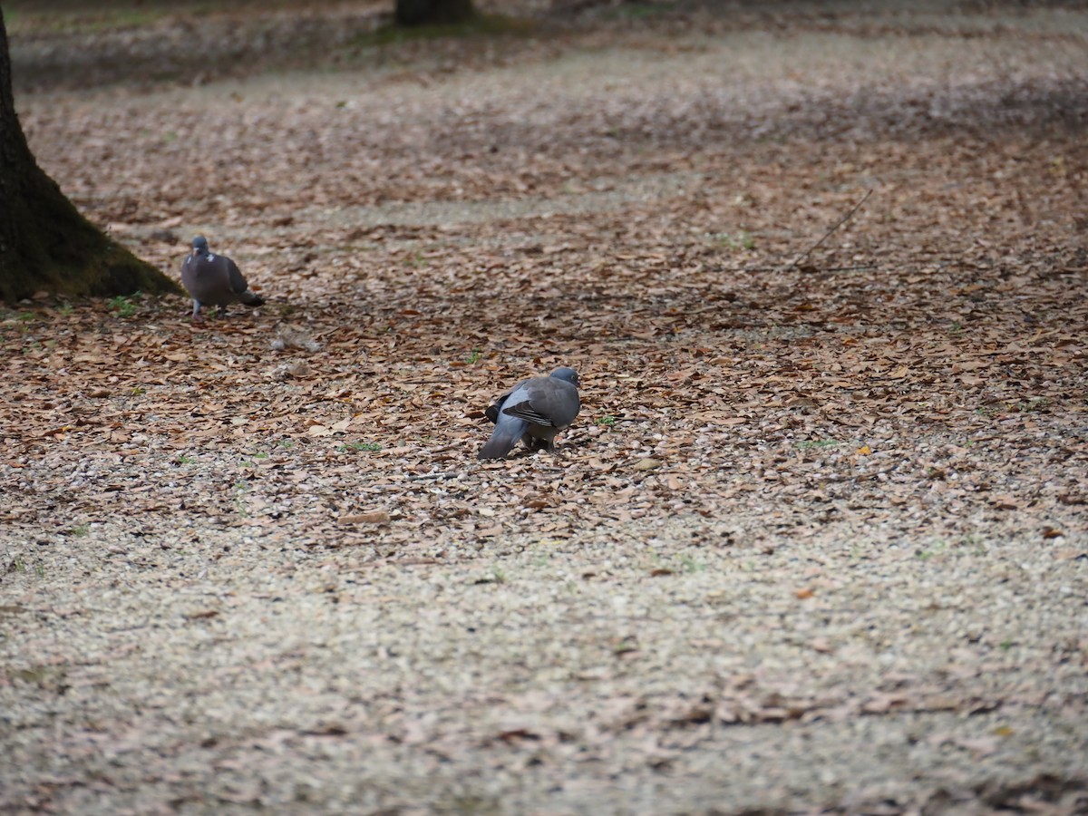 Common Wood-Pigeon - ML591226791