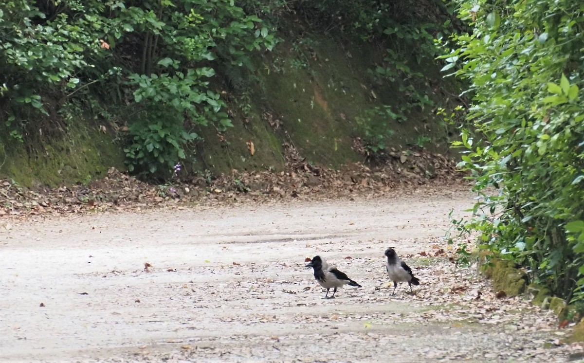 Hooded Crow - ML591226911