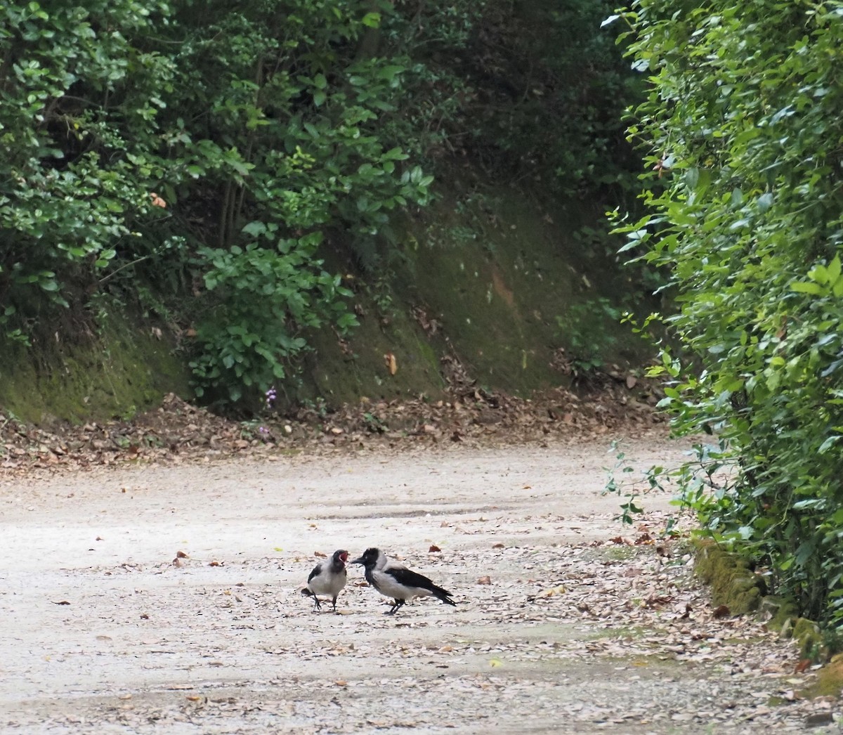 Hooded Crow - ML591226921