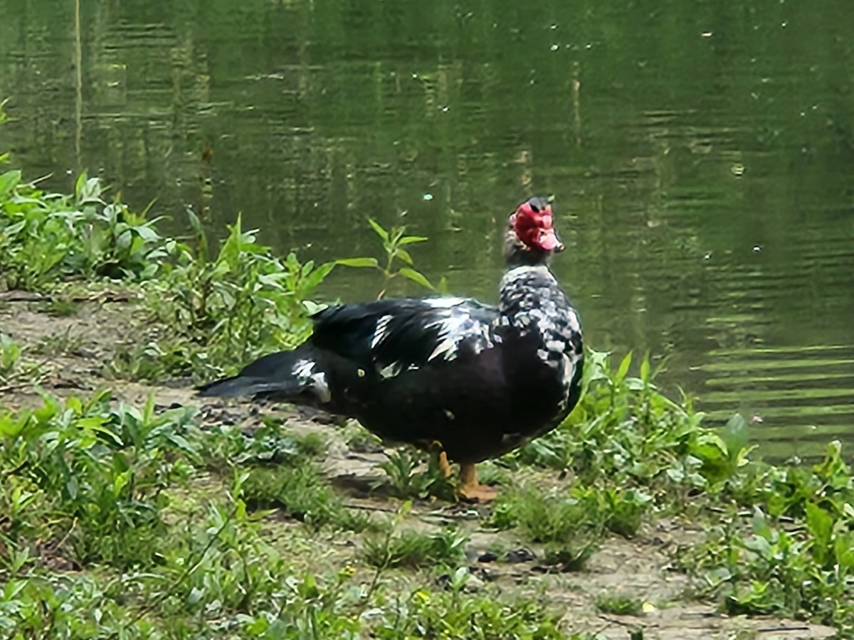 Muscovy Duck (Domestic type) - ML591229781