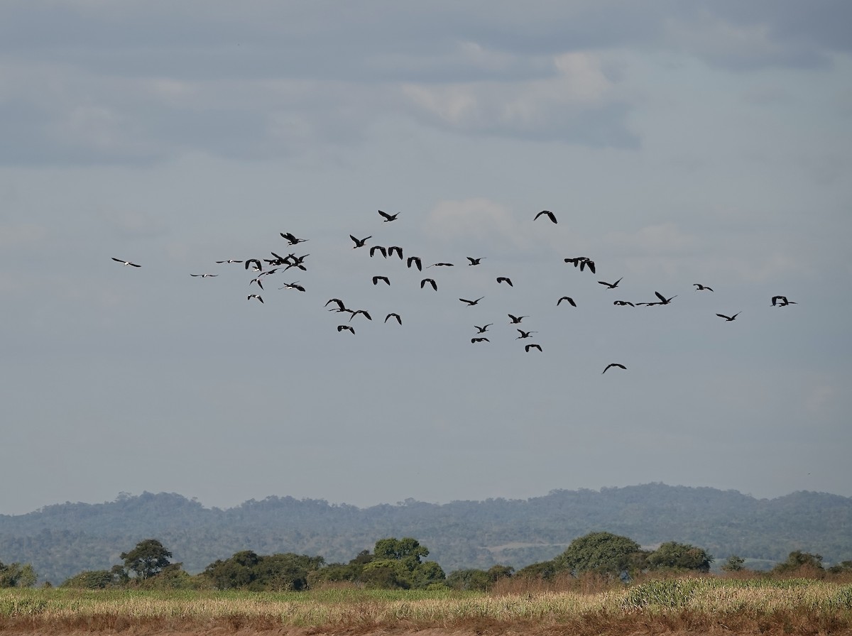 Bare-faced Ibis - ML591230371