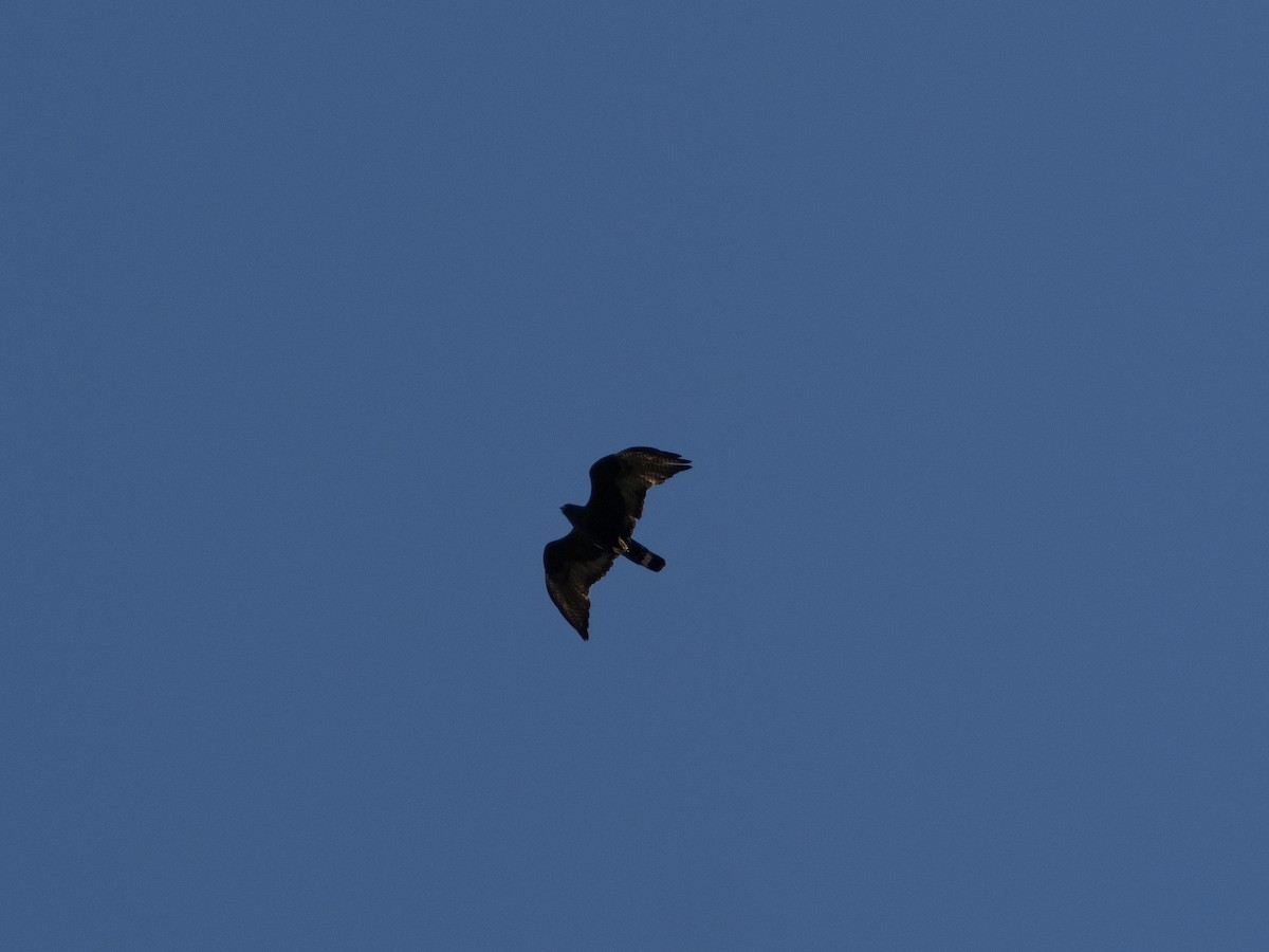 Zone-tailed Hawk - ML591230661