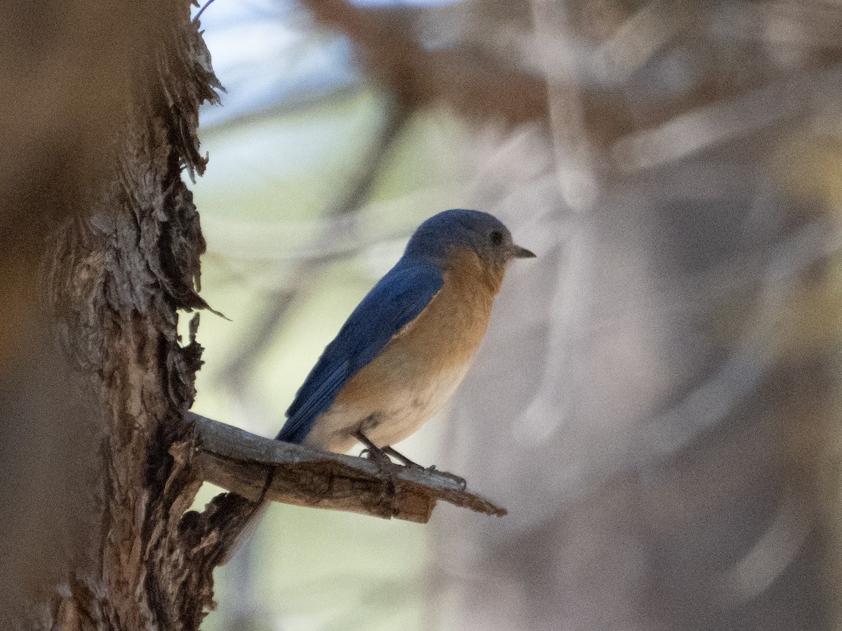 Eastern Bluebird - ML591231061