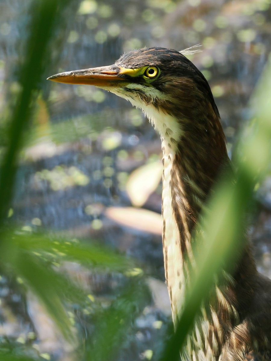 Green Heron - ML591231521