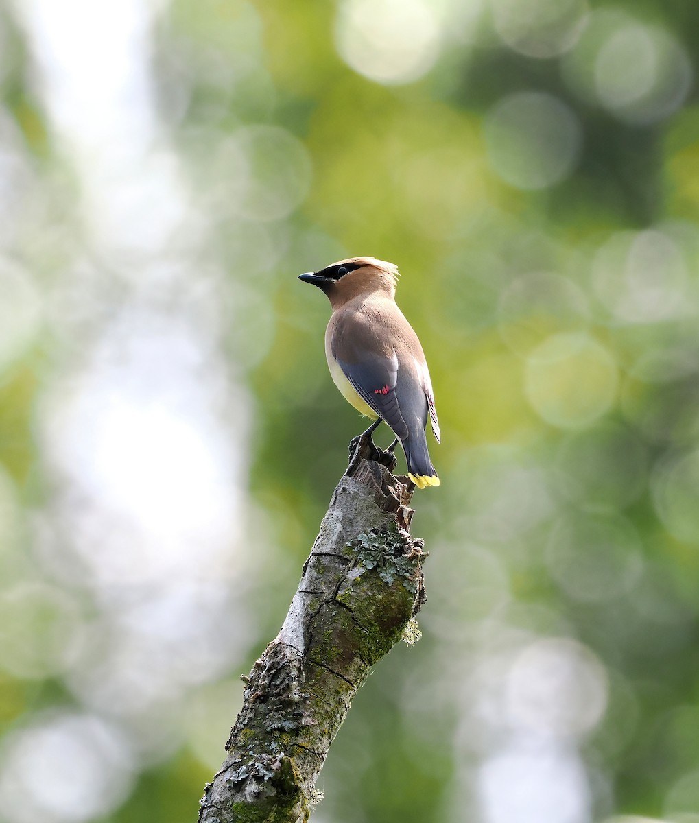 Cedar Waxwing - ML591231611