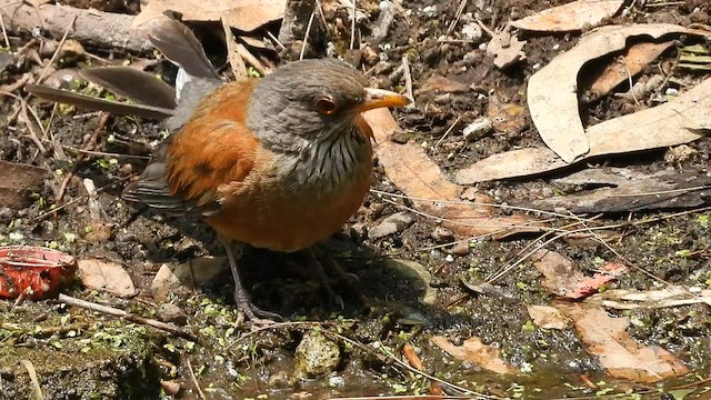 Rufous-backed Robin - ML591231671