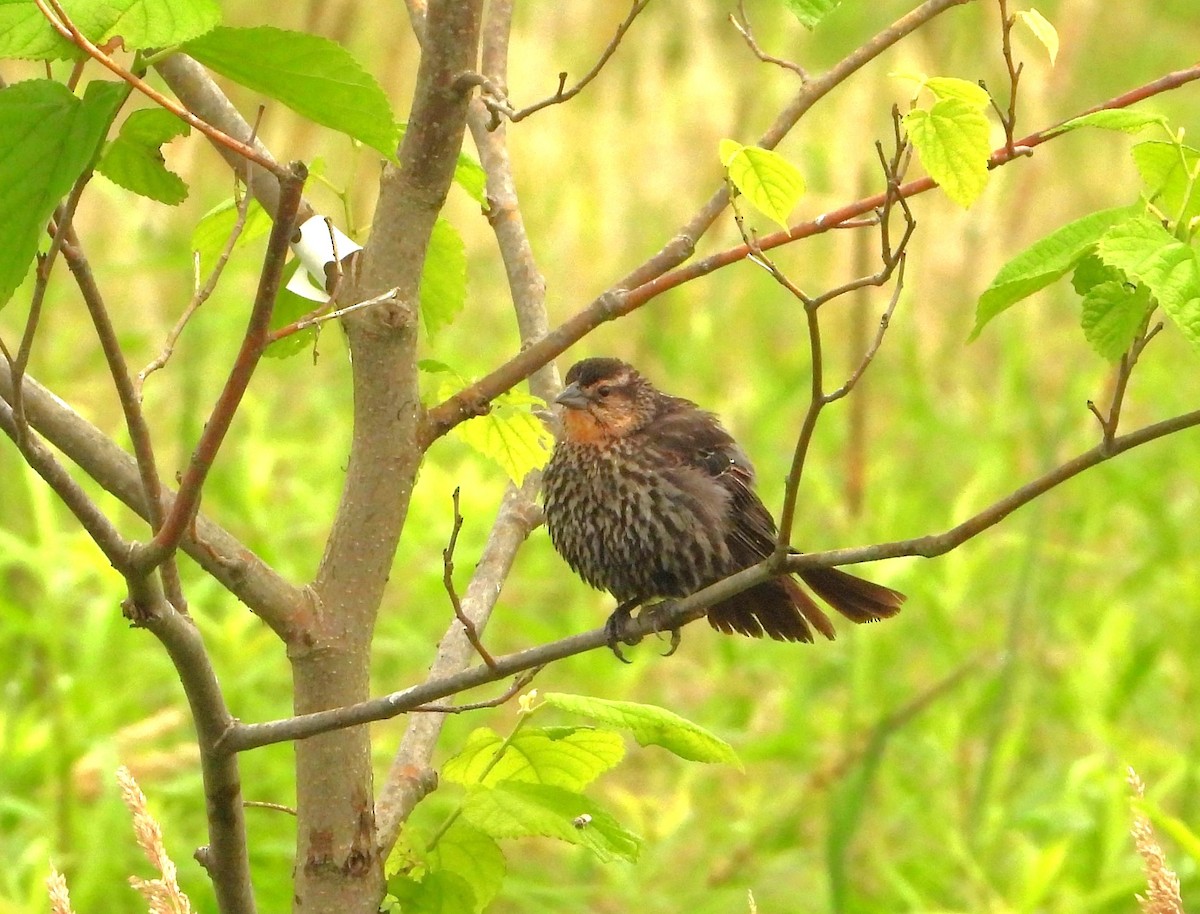 Red-winged Blackbird - Ken Vinciquerra