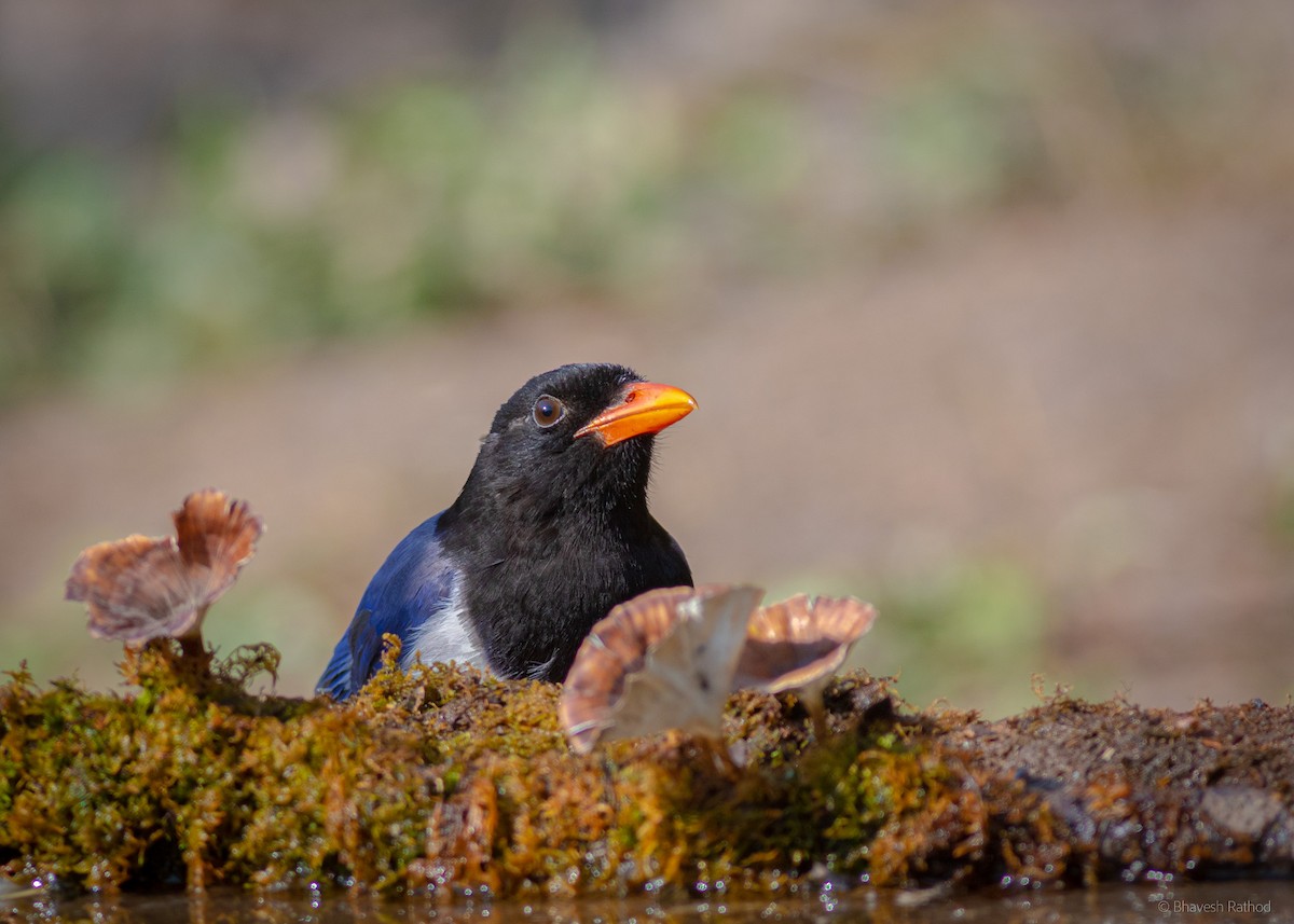 Kırmızı Gagalı Saksağan - ML591232031