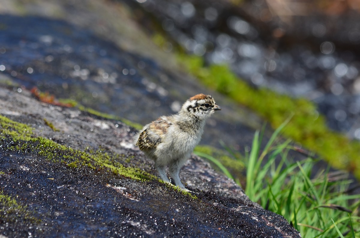 White-tailed Ptarmigan - ML591232131