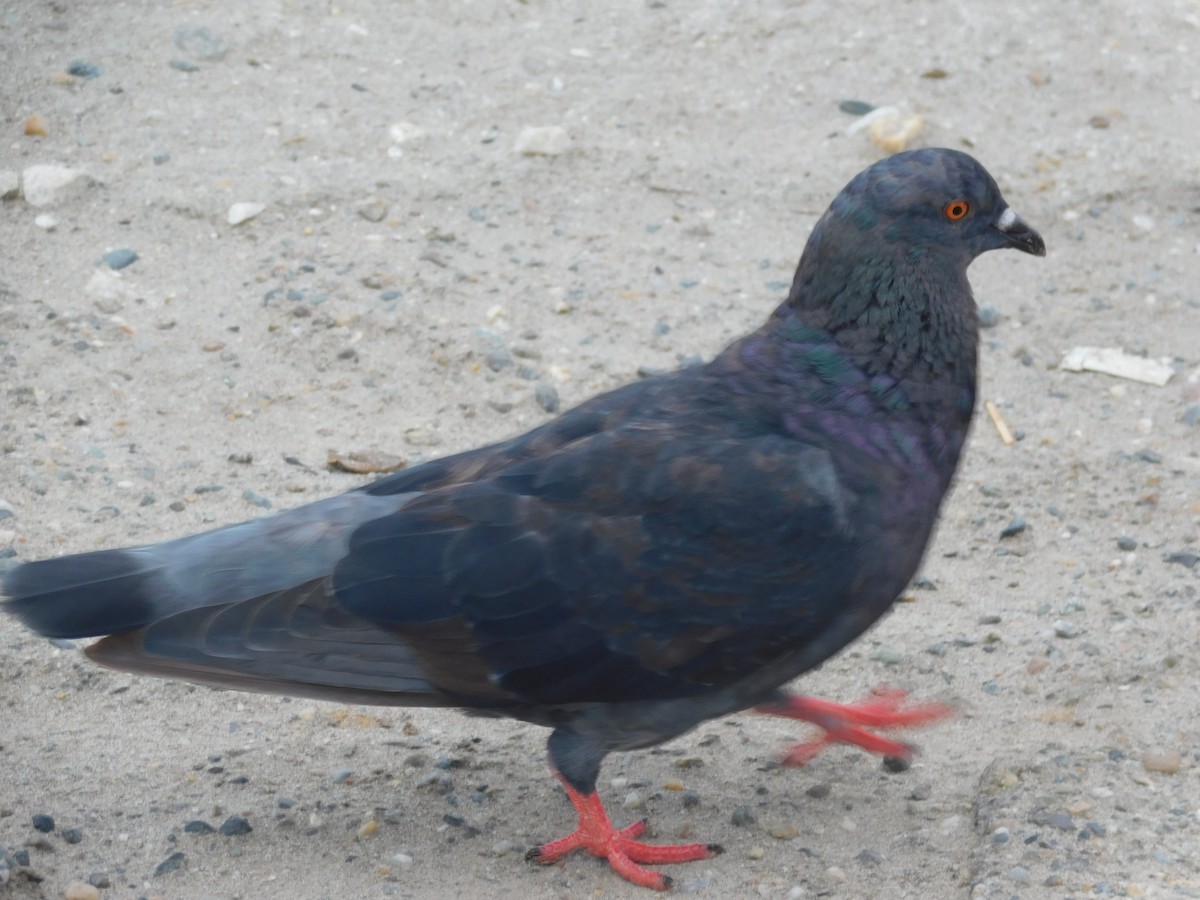 Rock Pigeon (Feral Pigeon) - ML591232151