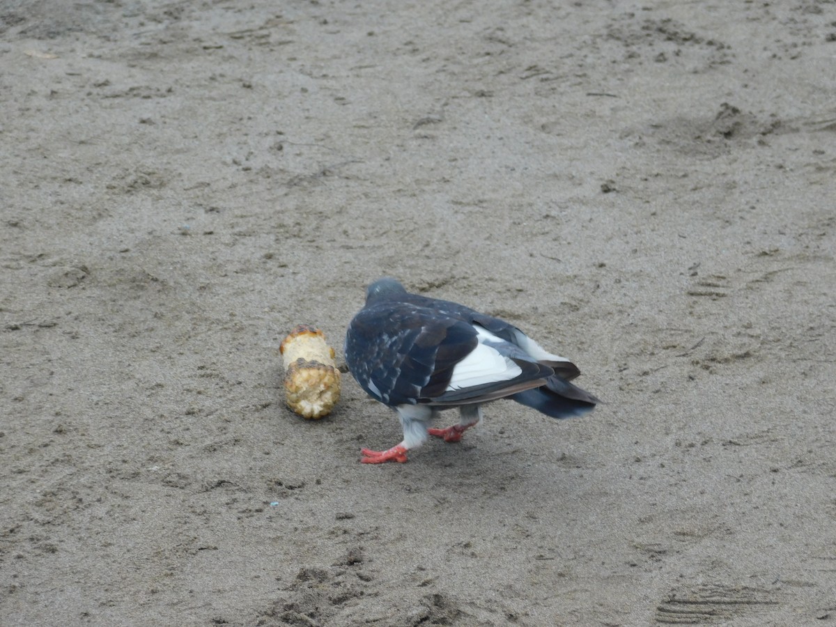 Rock Pigeon (Feral Pigeon) - ML591232161