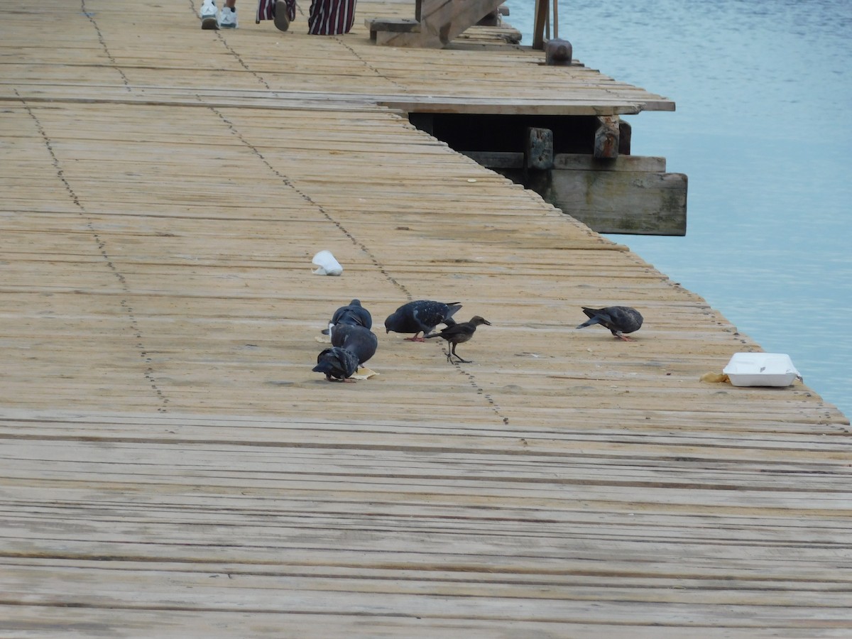 Rock Pigeon (Feral Pigeon) - ML591232171