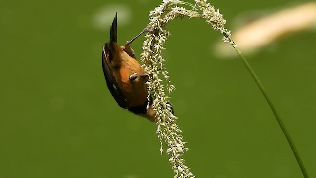 Cinnamon-rumped Seedeater - ML591232181