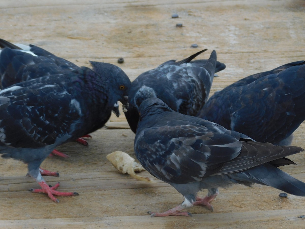 Rock Pigeon (Feral Pigeon) - ML591232311