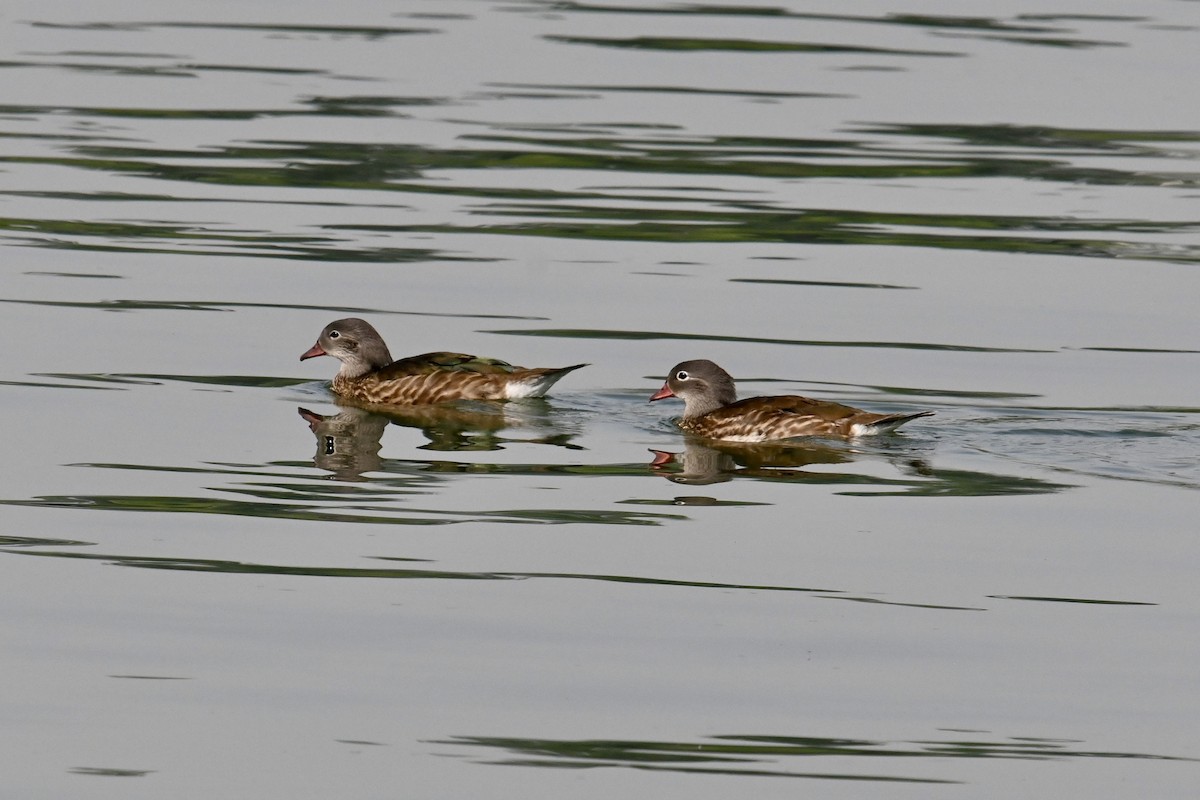 Mandarin Duck - ML591232491