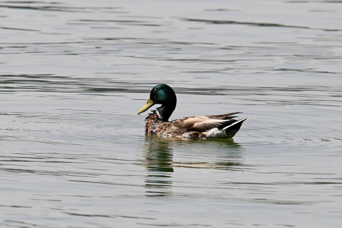 Mallard - Dong Qiu