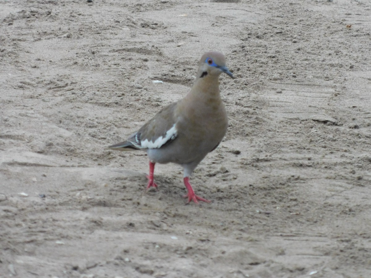 White-winged Dove - Cenaida Moncada