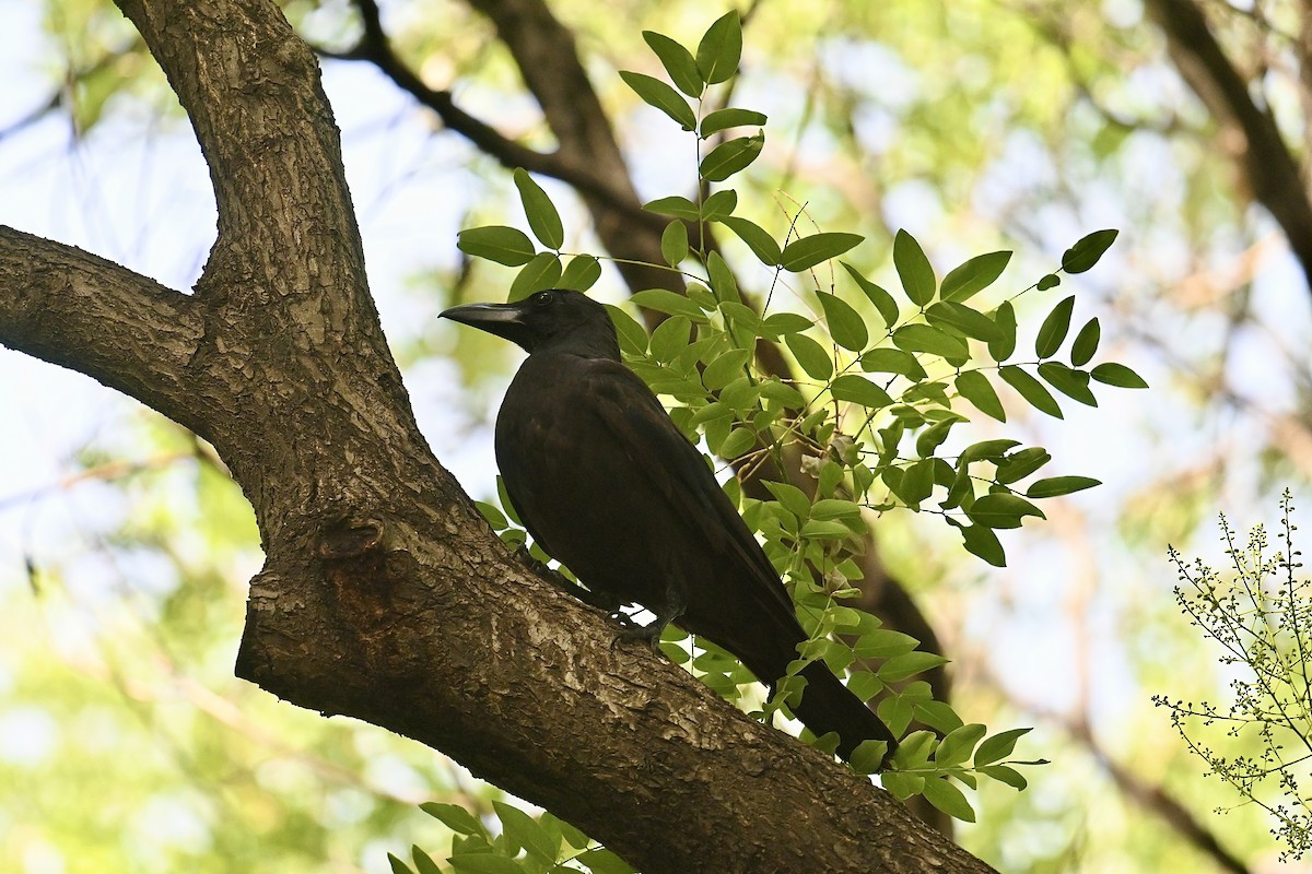 Large-billed Crow (Large-billed) - Dong Qiu
