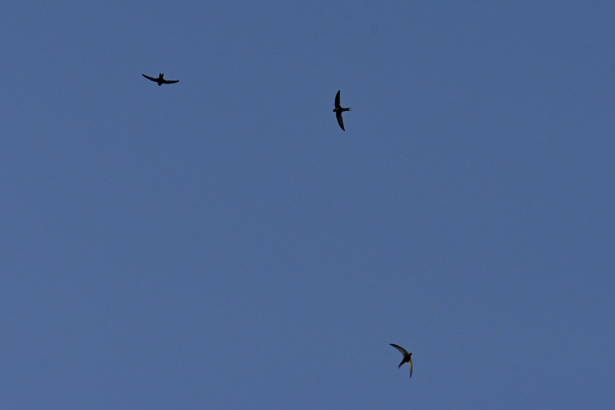 Common Swift - ML591232751