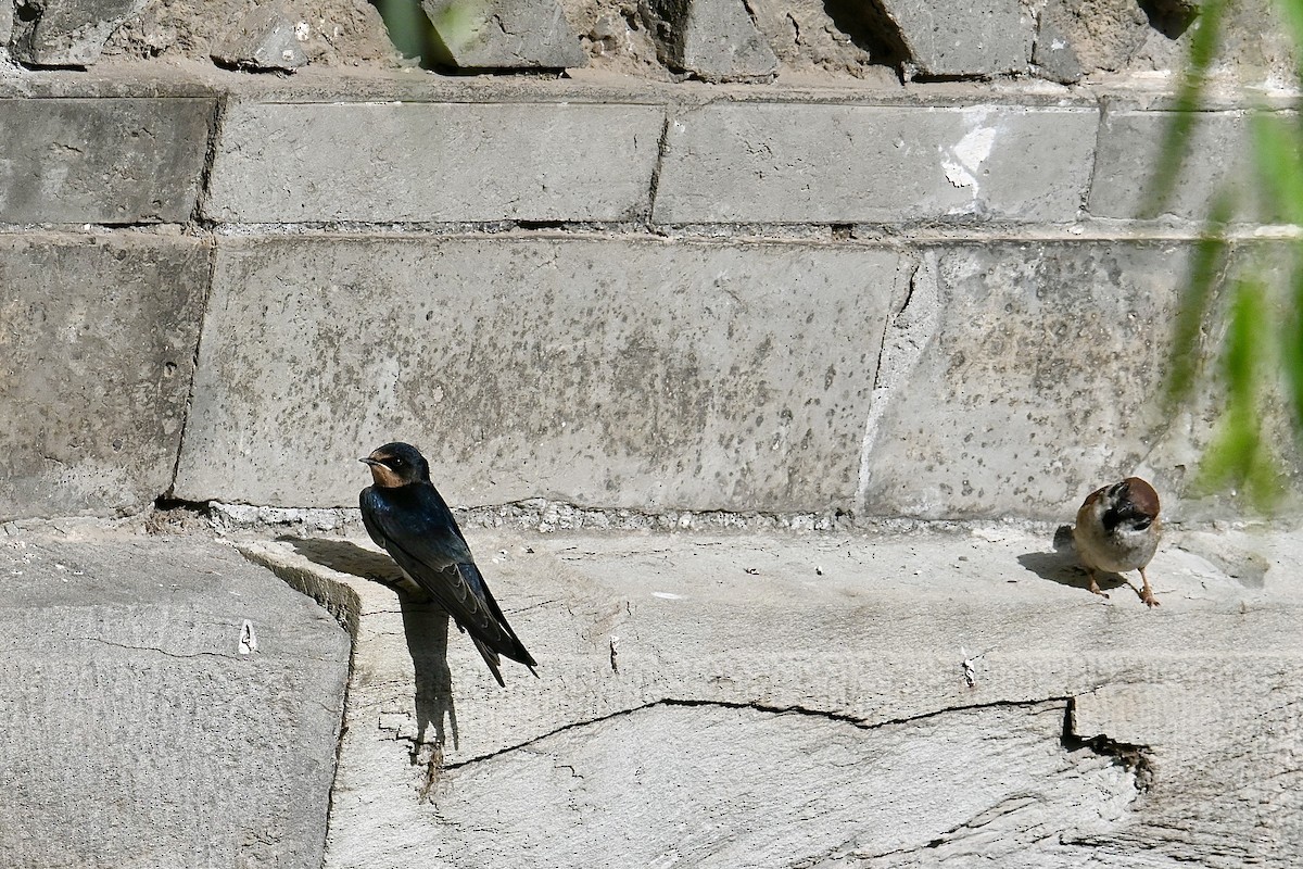 Barn Swallow - ML591232851