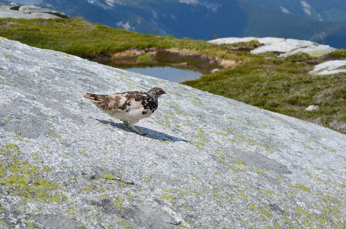 White-tailed Ptarmigan - Ed Klassen