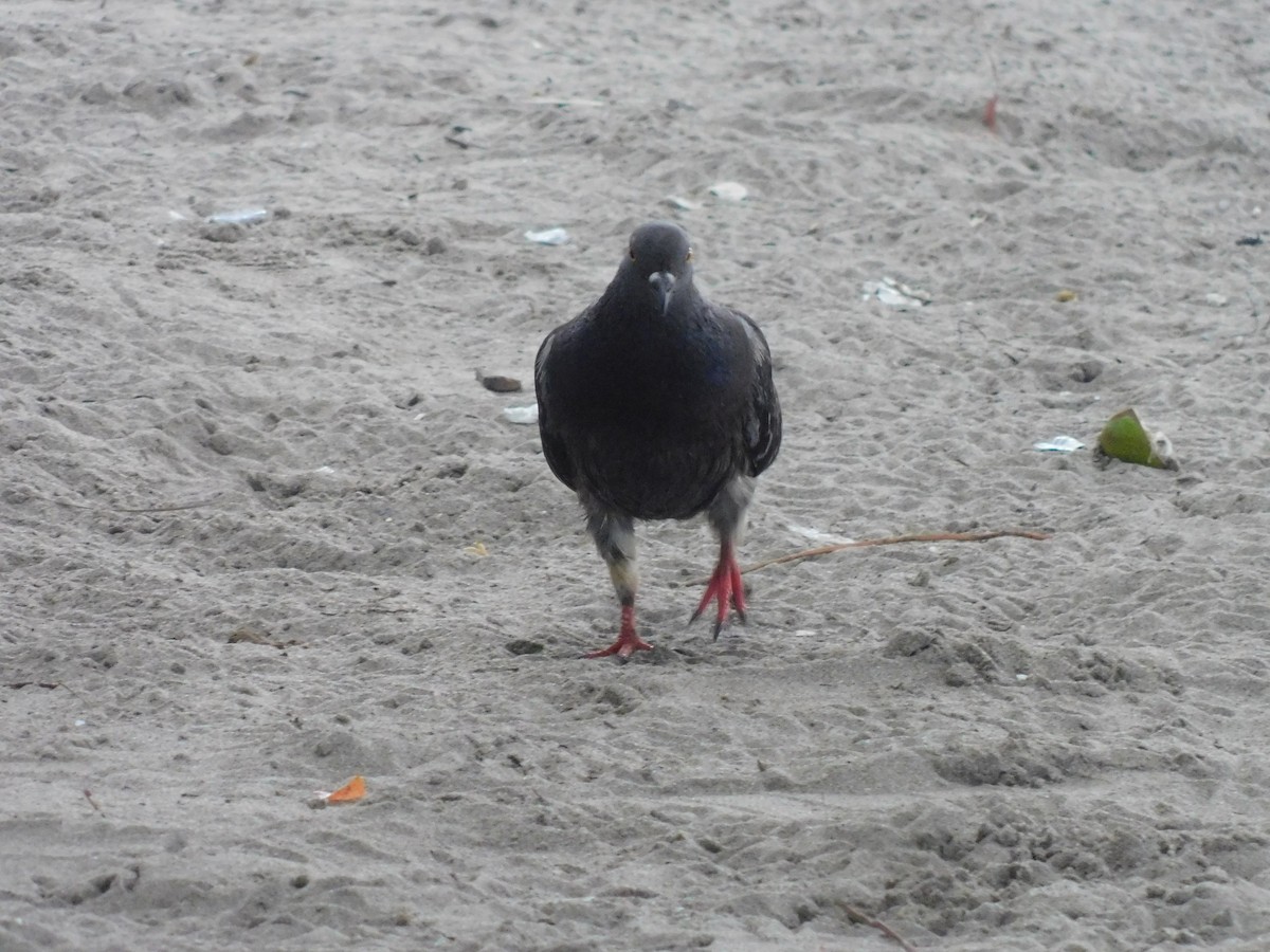 Rock Pigeon (Feral Pigeon) - ML591233271