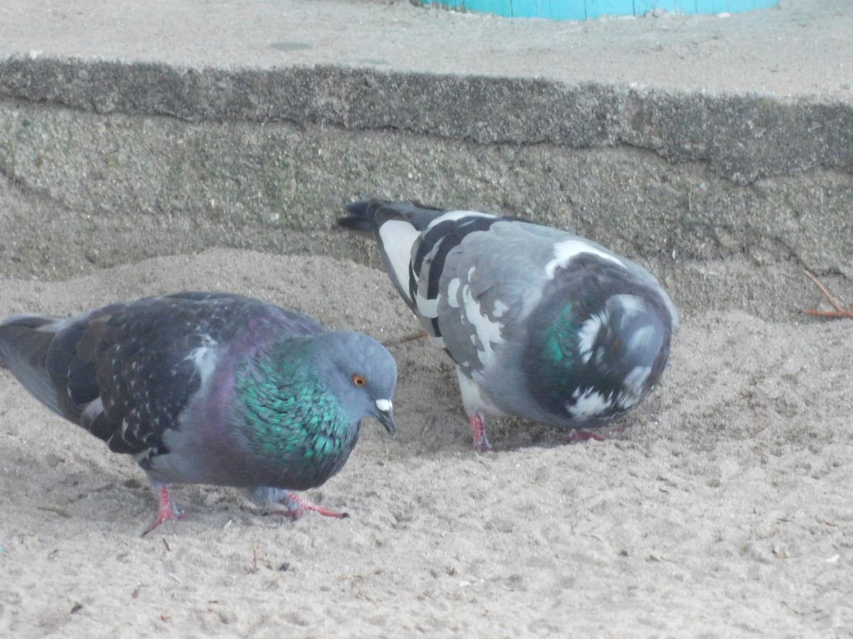 Rock Pigeon (Feral Pigeon) - ML591233281