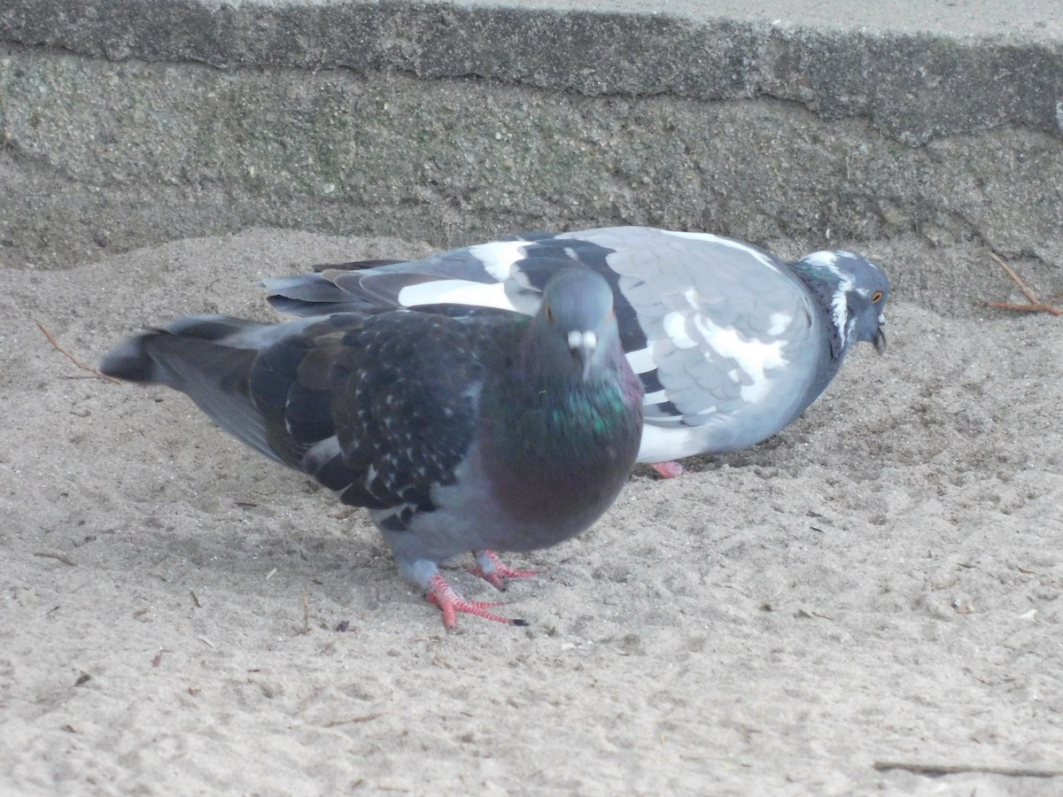 Rock Pigeon (Feral Pigeon) - ML591233291