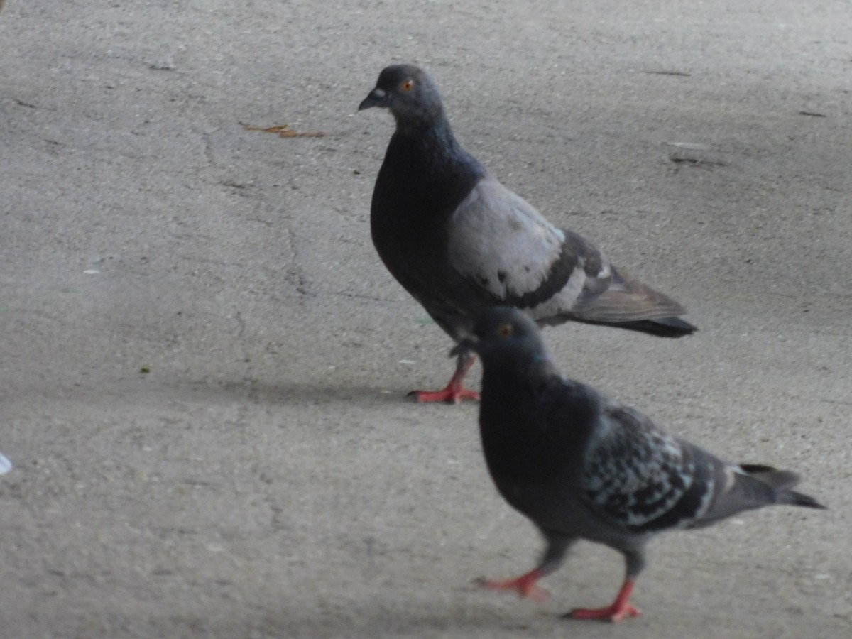 Rock Pigeon (Feral Pigeon) - ML591233301