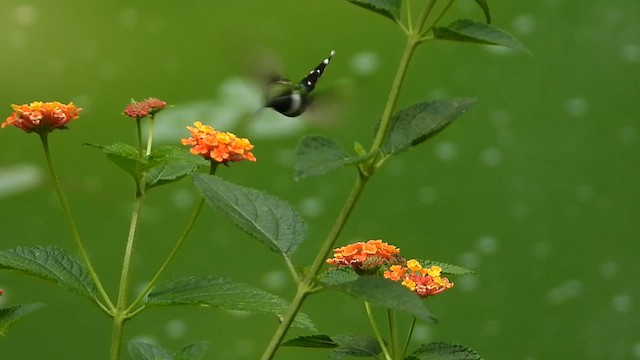 Colibrí de Dupont - ML591233821