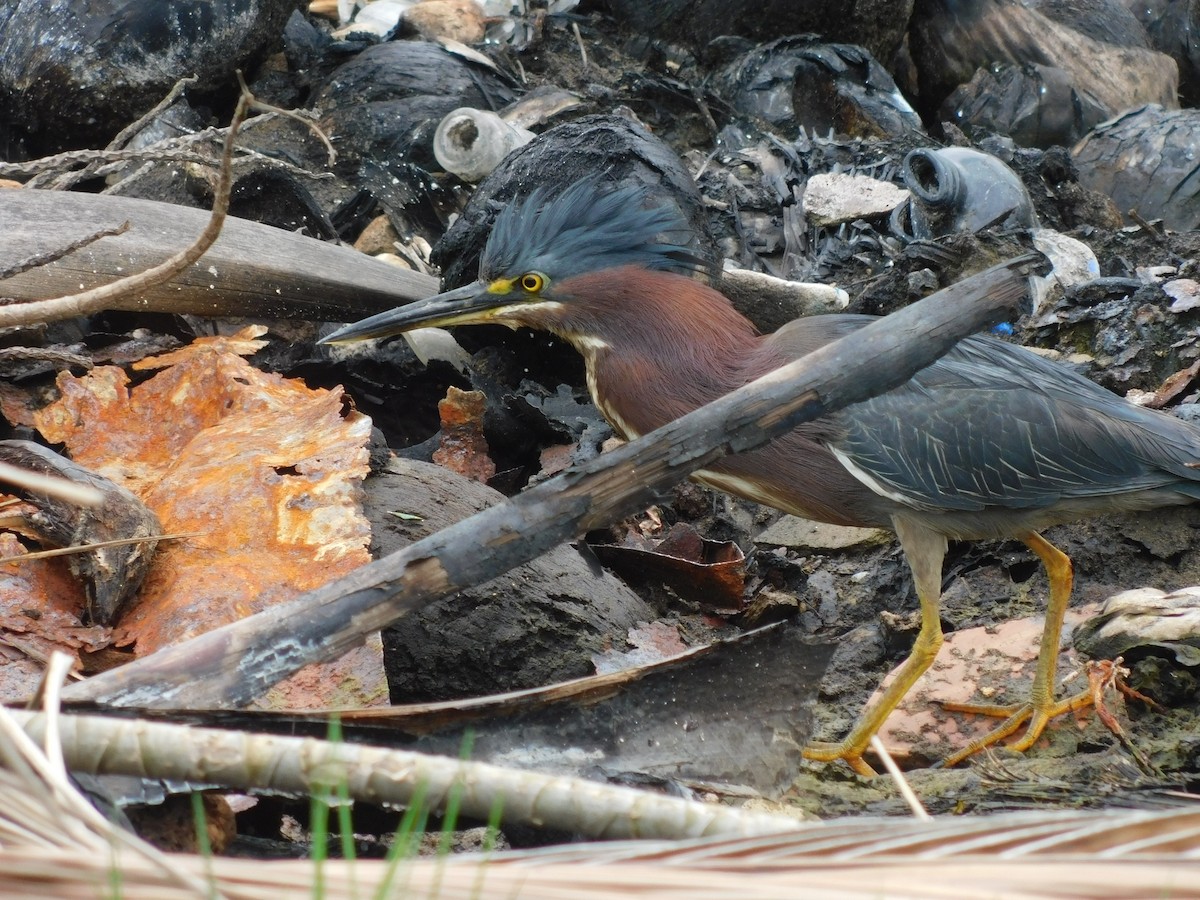 Green Heron - ML591234751