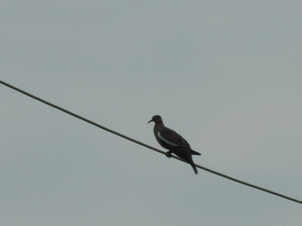 White-winged Dove - ML591234771