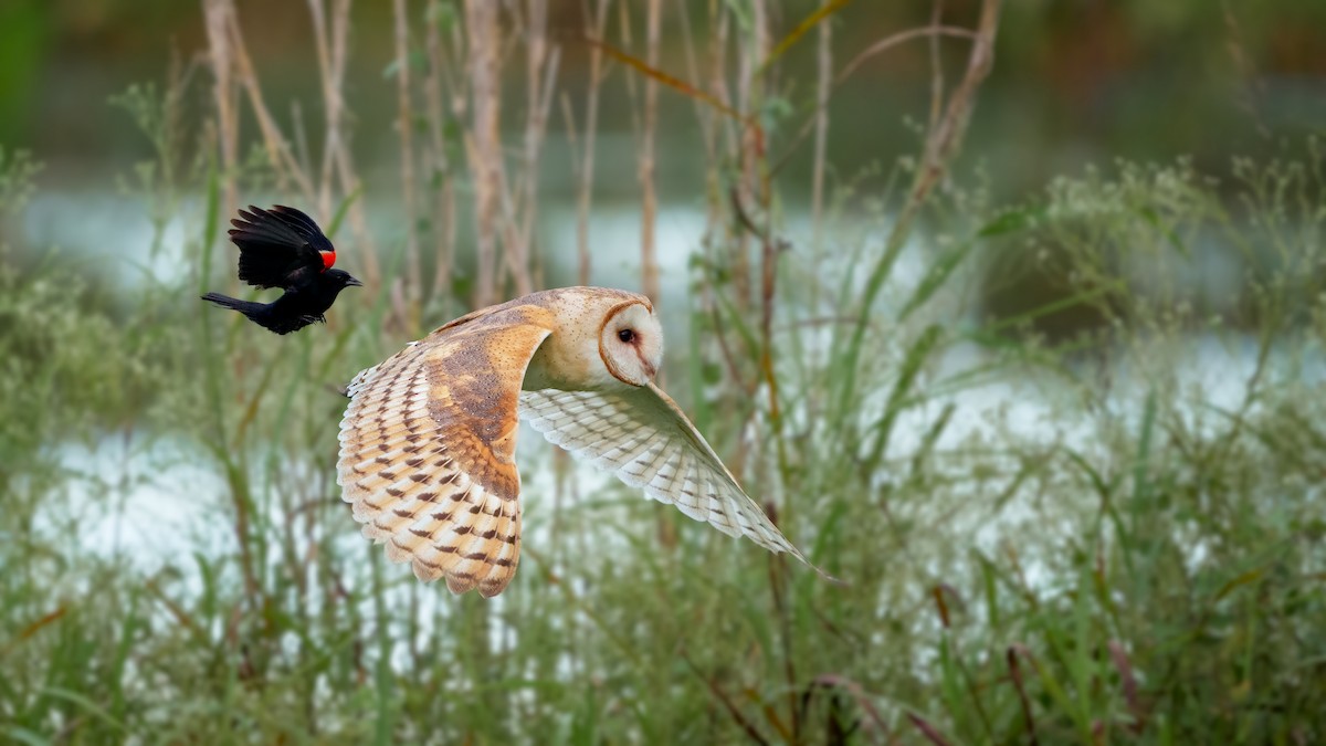 American Barn Owl - Neo Morpheus