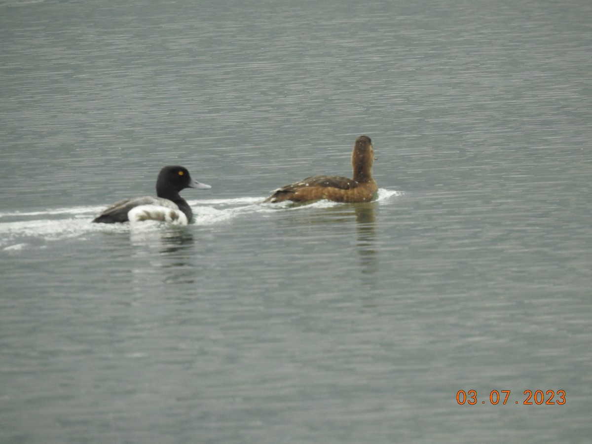 Lesser Scaup - Vivek Dabral