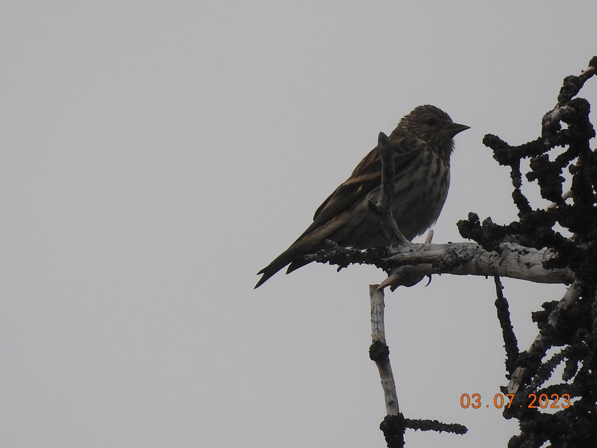 Pine Siskin - Vivek Dabral